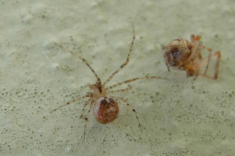 Platnickina, Cheiracanthium, Steatoda, Scotophaeus